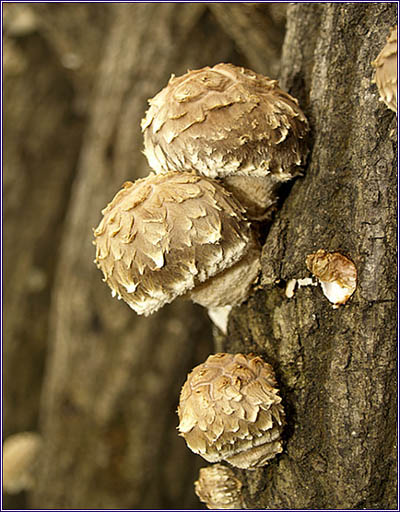 참나무 버섯 종류